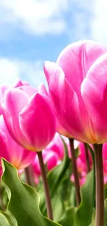 Vibrant pink tulips against a blue sky.