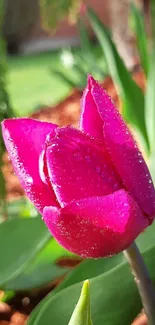 Close-up of a vibrant pink tulip with fresh dew drops.