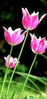 Three vibrant pink tulips with green stems.