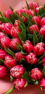 Pink tulip bouquet mobile wallpaper with vibrant colors.