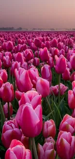 A field of vibrant pink tulips under a serene morning sky.