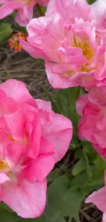 Close-up of vibrant pink tulips in bloom in a garden setting.