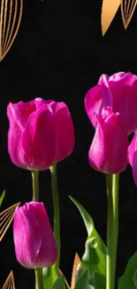 Vibrant pink tulips on a black background with elegant golden accents.