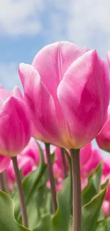 Close-up of vibrant pink tulips under a bright sky.