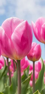 Pink tulips against a clear blue sky, perfect for phone wallpaper.