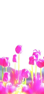 Vibrant pink tulips blooming on a bright background.