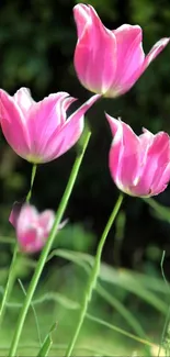 Vibrant pink tulips with green stems in sunlight.