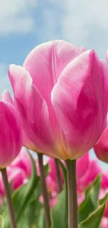 Close-up of vibrant pink tulips under a clear blue sky.