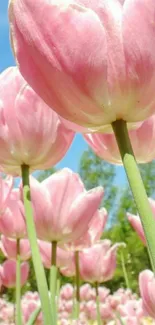 Close-up of vibrant pink tulips in a sunny field.