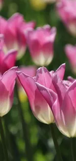 Close-up of vibrant pink tulips in a lush garden.