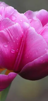 Vibrant pink tulip with dew drops wallpaper.