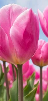 Close-up of vibrant pink tulips under a clear blue sky.