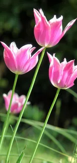 Three vibrant pink tulips with green stems in a lush garden setting.