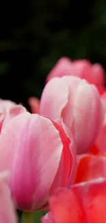 Close-up of vibrant pink tulips with lush petals in bloom.