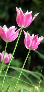 Bright pink tulips with green background; ideal for nature-inspired mobile screens.