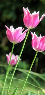 Three vibrant pink tulips in a lush green garden.