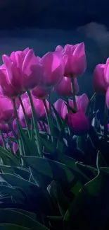 Pink tulips illuminated under a night sky.