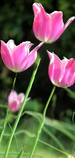 Vibrant pink tulips blooming against a lush green background.