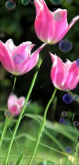 Vibrant pink tulips with bubbles on a green background.