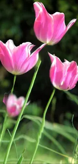 Pink tulips with green leaves mobile wallpaper.