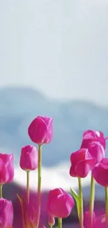 Pink tulips with mountain backdrop, ideal for phone wallpaper.