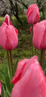 Close-up of pink tulips with fresh morning dew.