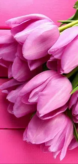 Bright pink tulips on pink wooden background.