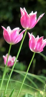 Vibrant pink tulips with green leaves in a lush garden background.