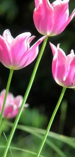 Vibrant pink tulips against a dark green background.