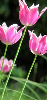 Vibrant pink tulips with green stems against a natural background.