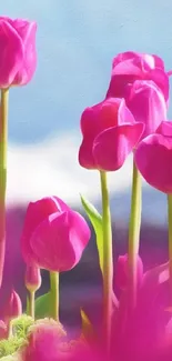 Vibrant pink tulips with mountain backdrop in bright spring sunlight.