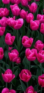 A field of vibrant pink tulips with green leaves, perfect for wallpaper.