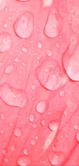 A vibrant pink background with water droplets enhancing its lively appearance.