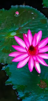 Vibrant pink water lily resting on green lily pads.