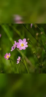 Pink wildflowers in a lush green field wallpaper.