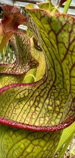 Close-up of green pitcher plants with red edges in a greenhouse setting.