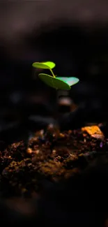 Vibrant green plant sprouting from dark, rich soil background.