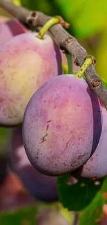 Vibrant closeup of purple plums on a branch with green leaves.