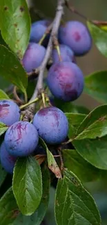 Close-up of plums on a lush green tree branch.