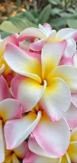 Vibrant plumeria flowers with pink edges and lush green leaves.