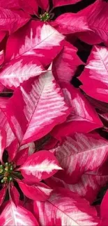 Vibrant pink and cream poinsettia leaves wallpaper design.