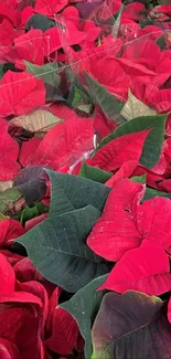 Vibrant red poinsettia flowers with green leaves.