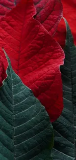 Vibrant red and green poinsettia leaves with detailed textures.