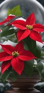 Poinsettia flowers in decorative snow globe, vibrant red with snow accents.