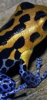 Close-up of a colorful poison dart frog on a leaf.