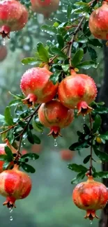 Pomegranate branch with dewdrops on fruits.