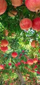 Pomegranate tree with vibrant green leaves and ripe red fruit in an orchard.