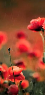 Orange poppies in the rain, creating a vibrant and peaceful wallpaper.