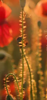 Mobile wallpaper of poppies in glowing golden sunlight.