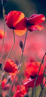 Vibrant red poppies in a field, perfect for nature-themed mobile wallpaper.